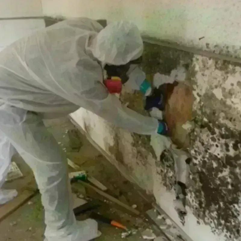 Mold Remediation and Removal in Lake Ripley, WI